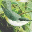 Rock Nuthatch